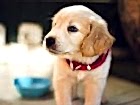 Tire Köpek Pansiyonu