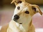 Köpek Eğitimi Torbalı