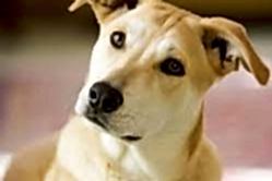 Köpek Eğitimi Torbalı