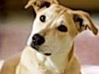 Menderes Köpek Pansiyonu