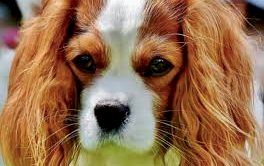 Ödemiş Köpek Pansiyonu ve Oteli