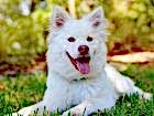 Selçuk Köpek Eğitim Merkezi