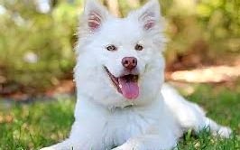 Selçuk Köpek Eğitim Merkezi