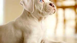 Köpek Eğitimi Selçuk